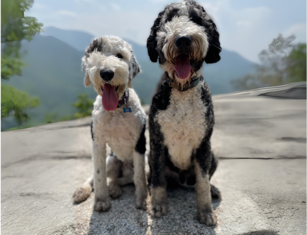 Underdog Construction dogs